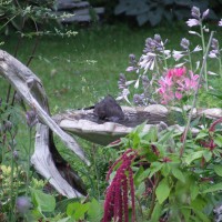 Photo Thumbnail #4: Bird bath surrounded by flowers, with large...