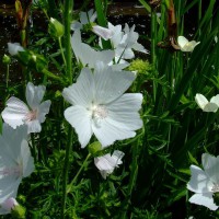 Photo Thumbnail #7: white mallow