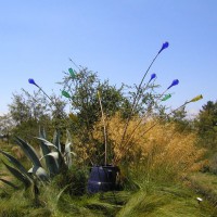 Photo Thumbnail #16: Sierra Azul Nursery
Watsonville, CA