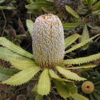 Photo Thumbnail #17: Botanical Garden
UC Santa Cruz, CA