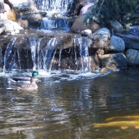 Photo Thumbnail #3: Our water features are approved by nature. Each...