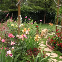 Photo Thumbnail #16: Sam the Dog in the flower garden