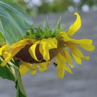 Photo Thumbnail #19: from the gardens... notice the bee?