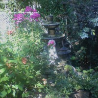 Photo Thumbnail #9: Now have a pair of hummingbirds coming to feast...