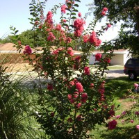 Photo Thumbnail #12: so pretty in bloom