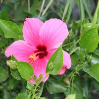 Photo Thumbnail #22: One of my favorite flowers from the planters.