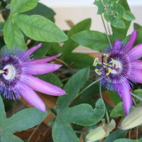 Photo Thumbnail #19: Flowers from our garden vine.