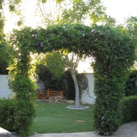 Photo Thumbnail #27: This arch has gorgeous flowers in the fall.