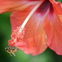 Photo Thumbnail #29: Even insects enjoy our yard!