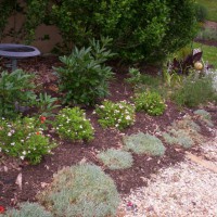 Photo Thumbnail #11: Spring 2008 I added little princes spirea to...
