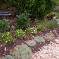 Photo Thumbnail #11: Spring 2008 I added little princes spirea to...