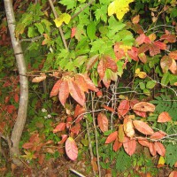 Photo Thumbnail #22