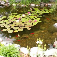 Photo Thumbnail #1: our established pond