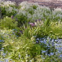 Photo Thumbnail #9: Blue Forget-Me-Nots are a flower that I let go...