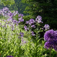 Photo Thumbnail #16: Wild Dames Rocket can be invasive but it is so...