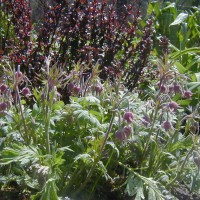 Photo Thumbnail #7: I like to use burgundy foliage in my gardens...