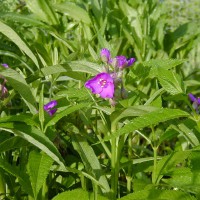 Photo Thumbnail #2: Spiderwort can become invasive. I make sure I...