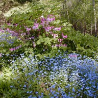 Photo Thumbnail #11: Forget-Me-Nots, Bleeding Heart, Varigated...