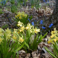 Photo Thumbnail #3: Yellow and blue are a favorite combination of...