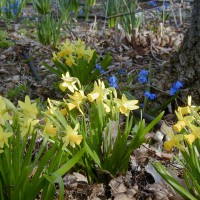 Photo Thumbnail #3: Yellow and blue are a favorite combination of...