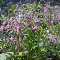 Photo Thumbnail #6: Prairie Smoke adds a softness to the Spring...