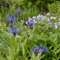 Photo Thumbnail #12: Perennial Bachelor Button and Jacobs Ladder