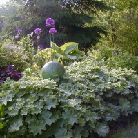 Photo Thumbnail #17: www.larksperennials.com     Ladies Mantle is a...