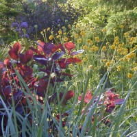 Photo Thumbnail #13: Lyme Grass, Elijah Blue, Smokebush and Button...