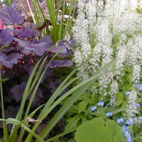 Photo Thumbnail #10: Here the burgundy is Coral Bells, Plum Pudding.