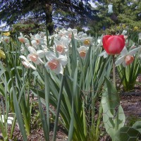 Photo Thumbnail #4: This part of the garden is my hosta bed. I...