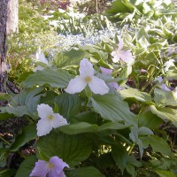 Photo Thumbnail #8: Trilliums really make my shaded area pop. They...