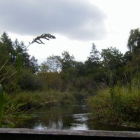 Photo Thumbnail #4: Scuppernong Creek borders our property. It is...