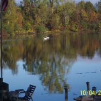 Photo Thumbnail #3: A visit from some swans