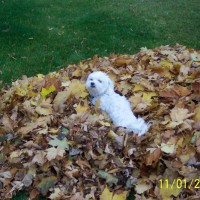Photo Thumbnail #12: Buddy posing in the leaves