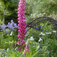 Photo Thumbnail #3: Pink Lupine I let reseed wherever it wants. It...