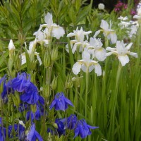 Photo Thumbnail #11: White Siberian Iris and Blue Columbine.