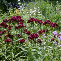 Photo Thumbnail #4:  This Sweet William adds that punch of deep...