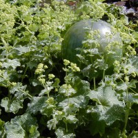 Photo Thumbnail #14: Ladies Mantle makes an excellent semi-shade...