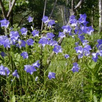 Photo Thumbnail #19: This is one of my favorite perennials. Not only...