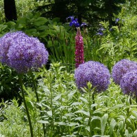 Photo Thumbnail #7: I LOVE Alliums...nothing eats them.