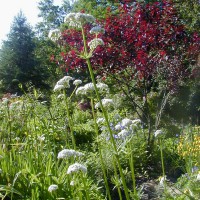 Photo Thumbnail #13: This white Valerian is an herb. It is a \'GO...