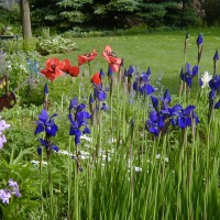 Photo Thumbnail #21: The deep blue Siberian Iris and the orange...