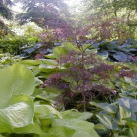 Photo Thumbnail #17: Sum and Substance, Japanese Maple and Great...