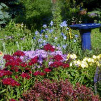 Photo Thumbnail #1: The BLUE ceramic birdbath was my first garden...