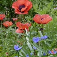 Photo Thumbnail #8: Orange Oriental Poppy and blue Spiderwort is a...