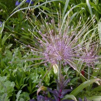 Photo Thumbnail #2: This Allium is my favorite, Schubertii,...