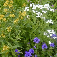 Photo Thumbnail #3: Yellow Wild Milkweed, feverfew  and Clustered...