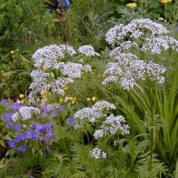 Photo Thumbnail #13: White Valarian is VERY FRAGRANT.