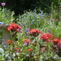 Photo Thumbnail #1: Lycnis, blue Spiderwort and burgundy Pygmy...