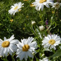 Photo Thumbnail #7: Shasta Daisy